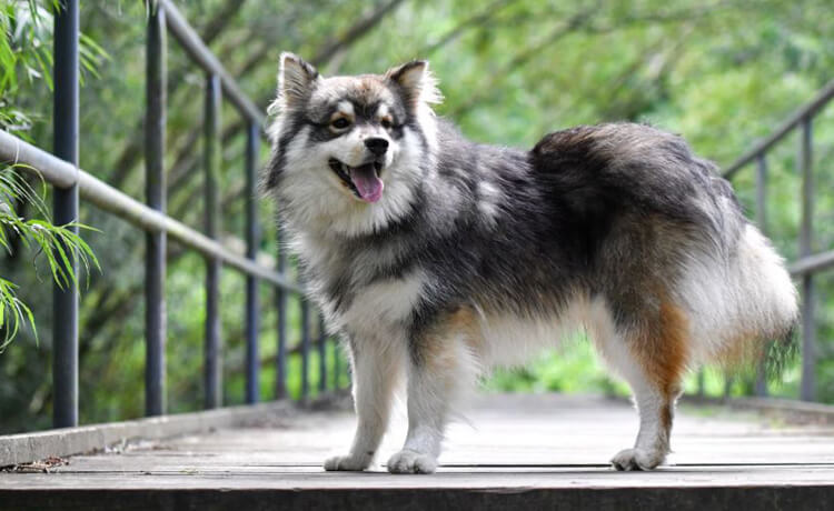 Finnish Lapphund